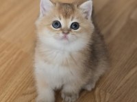 Mükemmel kalitede british shorthair yavrular