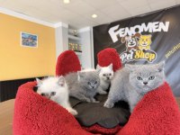 RENK RENK ORJİNAL SCOTTISH FOLD  YAVRULAR ANKARA