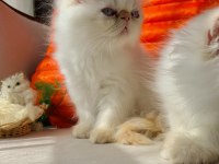 İran persian