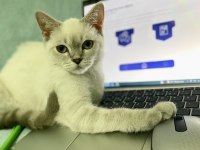 Evcil uslu blue point british longhair