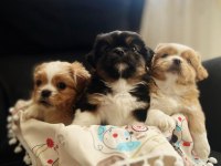 2 erkek 1 dişi köpeğimiz