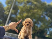 Lokum Dişi 3 Aylık Wc Eğitimli Maltipoo