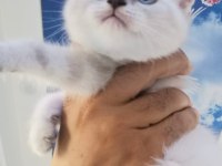 Son yavrularım aciliyetten dolayı sahiplendirilecekler