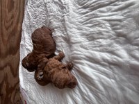 Toy poodle yavrularımız rezerve açık