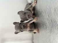 A Kalite Lilac Tan French Bulldog Bebekler