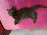 British shorthair kahverengi