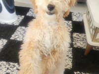 5 aylık maltipoo erkek