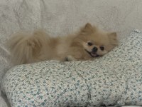 Pomeranian köpeğimizi sahiplendirme bilgi için iletişim