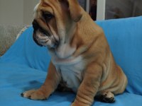 SAFKAN İNGİLİZ BULLDOG BEBEKLER
