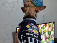 Son erkek teacup chihuahua