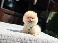 Sağlık ve ırk garantili pomeranian