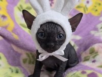 Elite Black Sphynx kittens