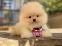 Mini Boy Dişi Pomeranian Boo 