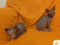 Sphynx home