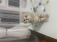 Scottish Fold Blue Point ve Tabby Yavru