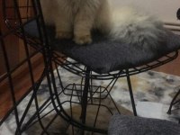 British Longhair Black golden Shaded (BLH NY 11)