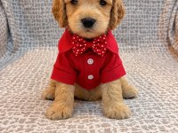 Maltipoo Yavruları Irk Sağlık Garantili
