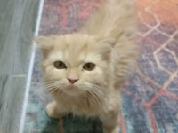 3 aylık 5 adet sahiplendirme iran kedisi