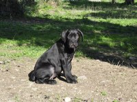 şecere belgeli ırk ve sağlık garantili cane corso yavrular