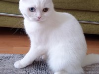 Malzemelerle Gözleri Çift Renk Beyaz Kedimiz