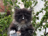 Kar oğlan maine coon