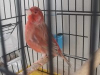 Kırmızı Pastel İzabel Erkek Kanarya