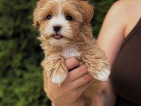 Korean Maltipoo Köpeğimiz