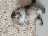 Ayıcık Suratli Scottish Fold Bebegimiz