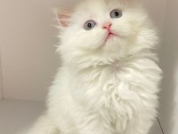 55 günlük British Longhair dişi ve erkek yavrular