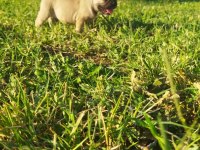 Irk Garantili French Bulldog