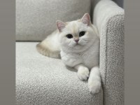 Ücretsiz Sahiplendirme British Shorthair