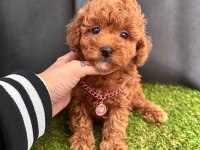 Safkan Toy Poodle Bebekler