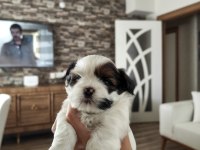 Shih Tzu Yavrular 1 Erkek 1 Disi