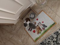 Dişi 2 aylık british shorthair