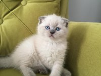 Scottish fold blue point DİŞİ