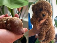 SAFKAN TOY POODLE YAVRULARIM