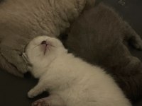 Minik Bebek Kediler Yeni Yuvalarına Gitmeye Hazır