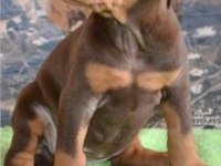 Doberman Bebekler Kapınıza Kadar Teslim Ediyoruz