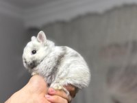 Safkan Hollanda cüce ve mini lop tavşan her yere gönderim