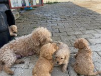 2 aylık maltipoo yavrular