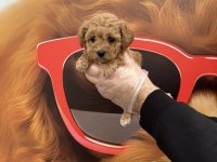 IRK GARANTİLİ MALTİPOO YAVRULARIMIZ