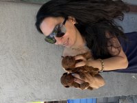 Toy poodle yavrularım ped eğitimlidir