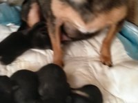 Pinscher erkek dişi mevcuttur