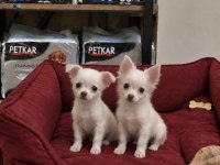 Elma kafa tatlılar tatlısı chihuahua bebekler