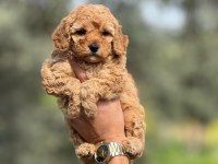 Toy Poodle yavrularımız