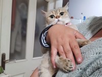 Güzel kızımız yeni yuvasını arıyor british shorthair