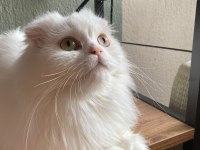 Pamuk prenses british longhair