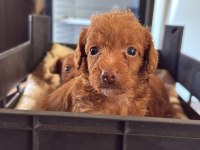 Safkan maltipoo bebekler yeni sahiplerini bekliyor