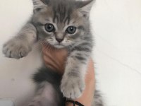 British longhair 4 yavrumuz