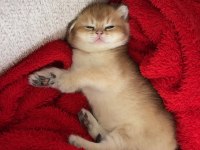 Golden British Shorthair Yavrular